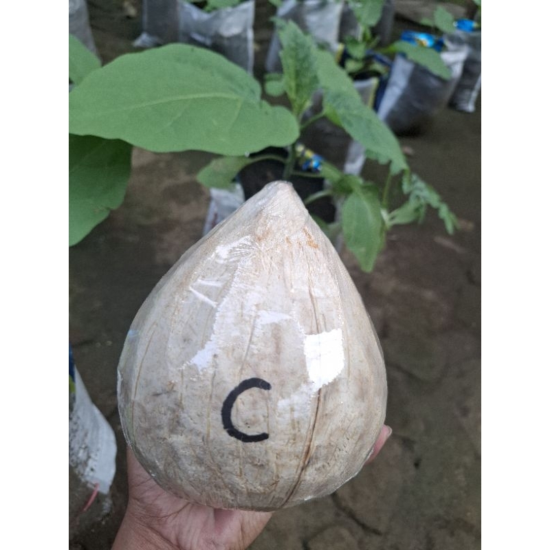 

Kelapa kopyor asli lumajang Grade C