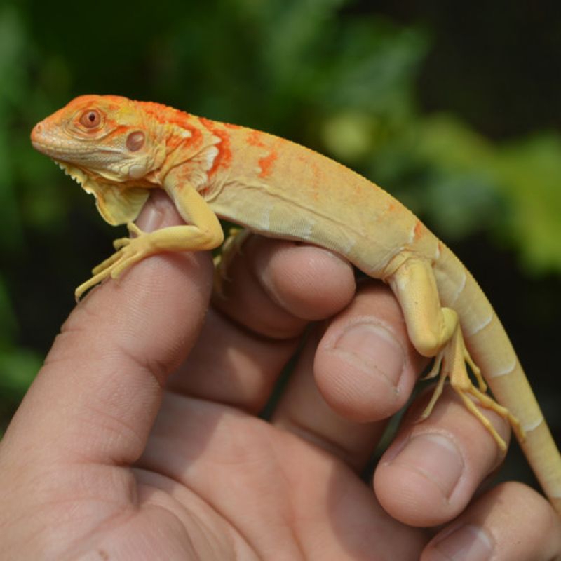 pelet iguana red albino