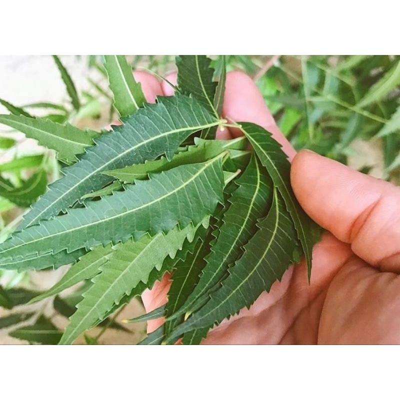 

DAUN MINDI / MIMBA SEGAR
