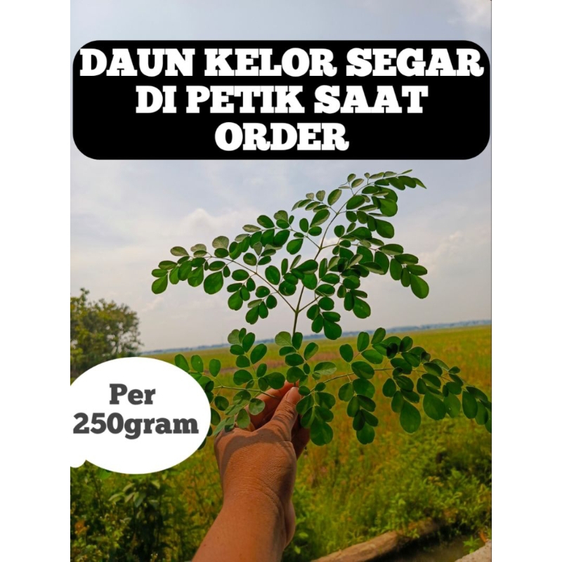 

Daun kelor segar