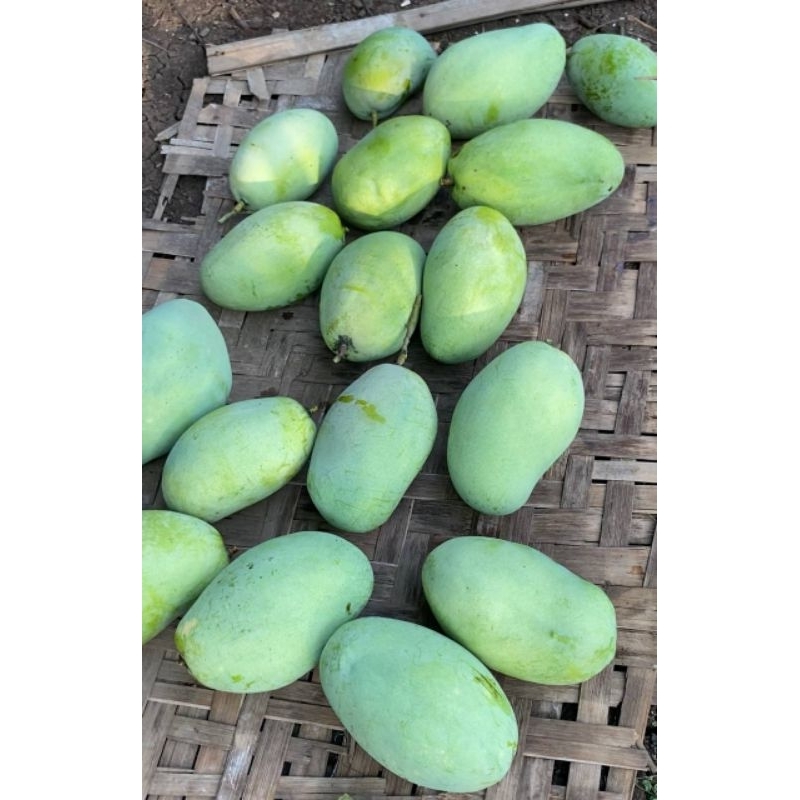 

Mangga Gajah Indramayu 1 Kg Fresh Petik Pohon