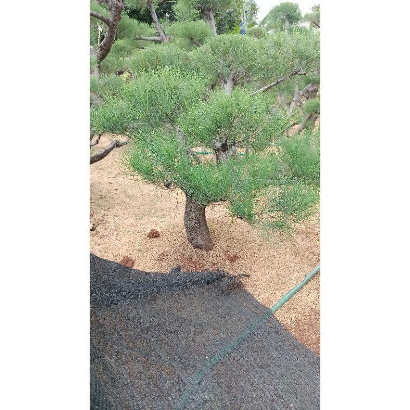 POHON BONSAI CEMARA UDANG BONSAI TAMAN