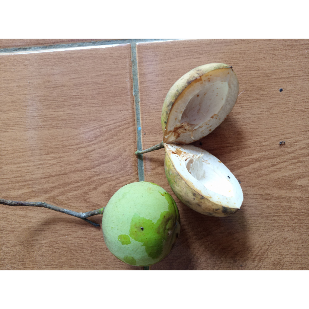 

Terbaru Pala mentah muda murah buah pala muda