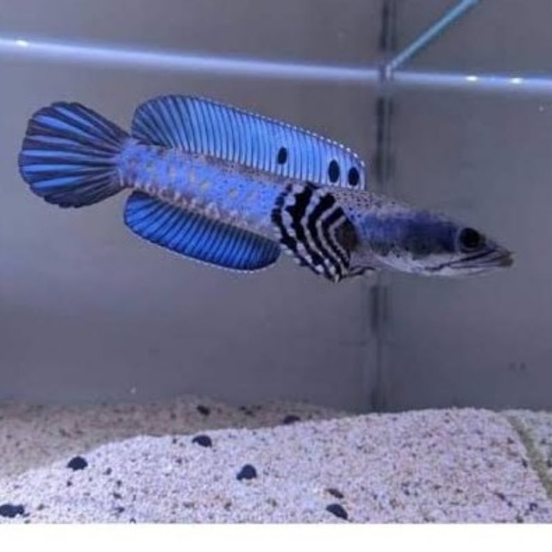 stiker channa blue pulcra single tank