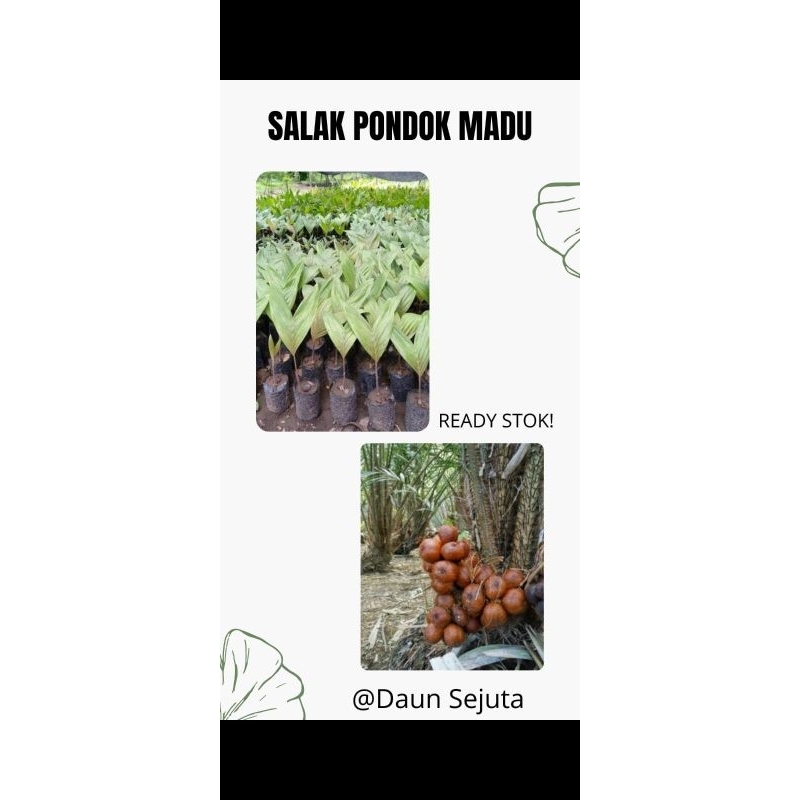 Bibit Salak pondoh madu super unggul cepat Berbuah Beli 1 Gratis 1 Jeruk kasturi Berbuah
