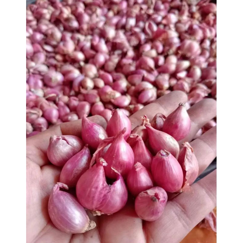 

BAWANG MERAH MURAH 300 GR/BAWANG MERAH TERMURAH