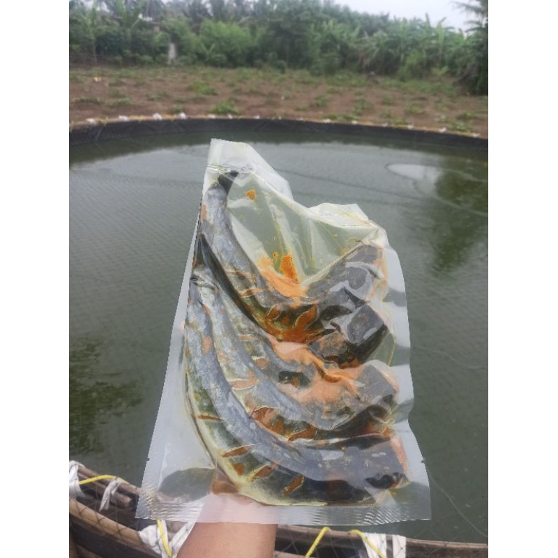 

lele kuning, lele marinasi