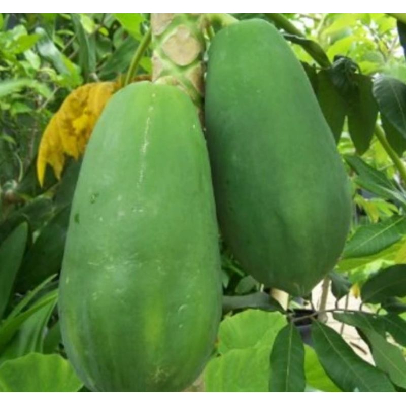 Benih Pepaya California Madu 50 Benih