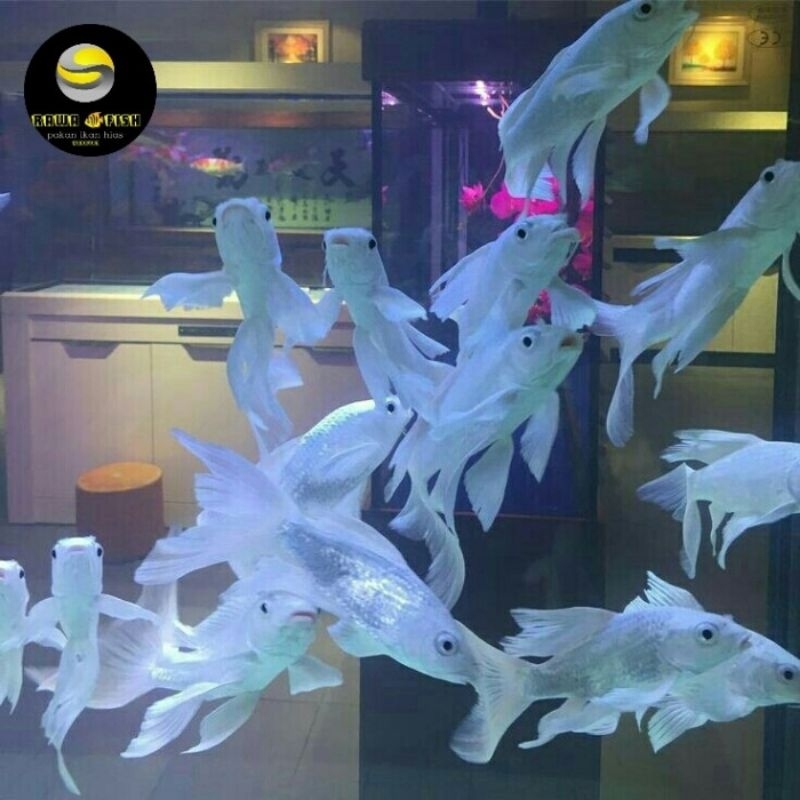 

Paket Hemat 2 Ekor Koi Platinum Slayer Ukuran 12-15 CM + Bonus Pelet 10 Gram