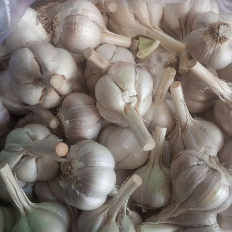 

bawang putih Kateng perkilo