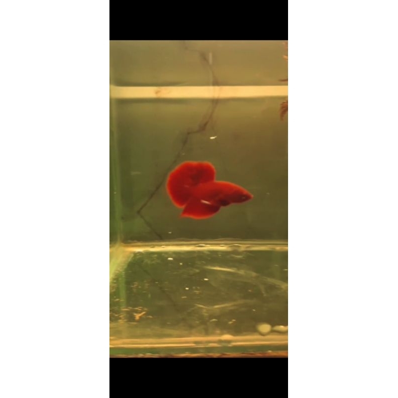 Hiasan Akuarium Betta fish HMPK (Plakat SNI) Super Red