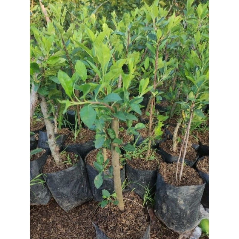 

apel fuji cangkok