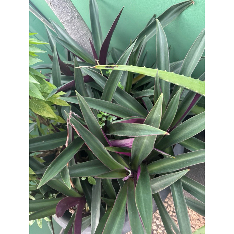 RBS1 Tanaman Liang Teh/Liang tea Borneo / Adam Hawa