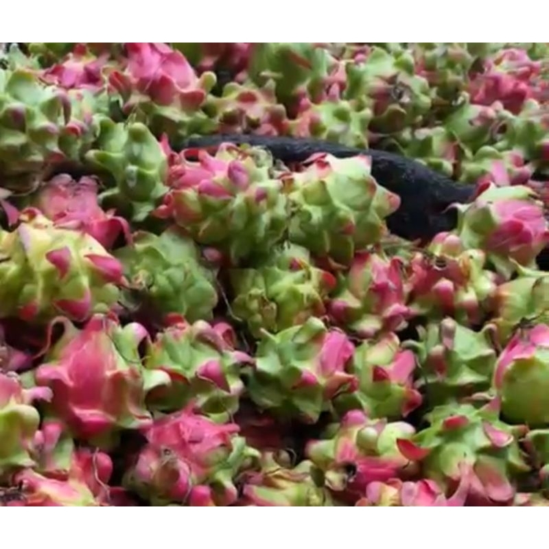 

Buah naga daging merah manis