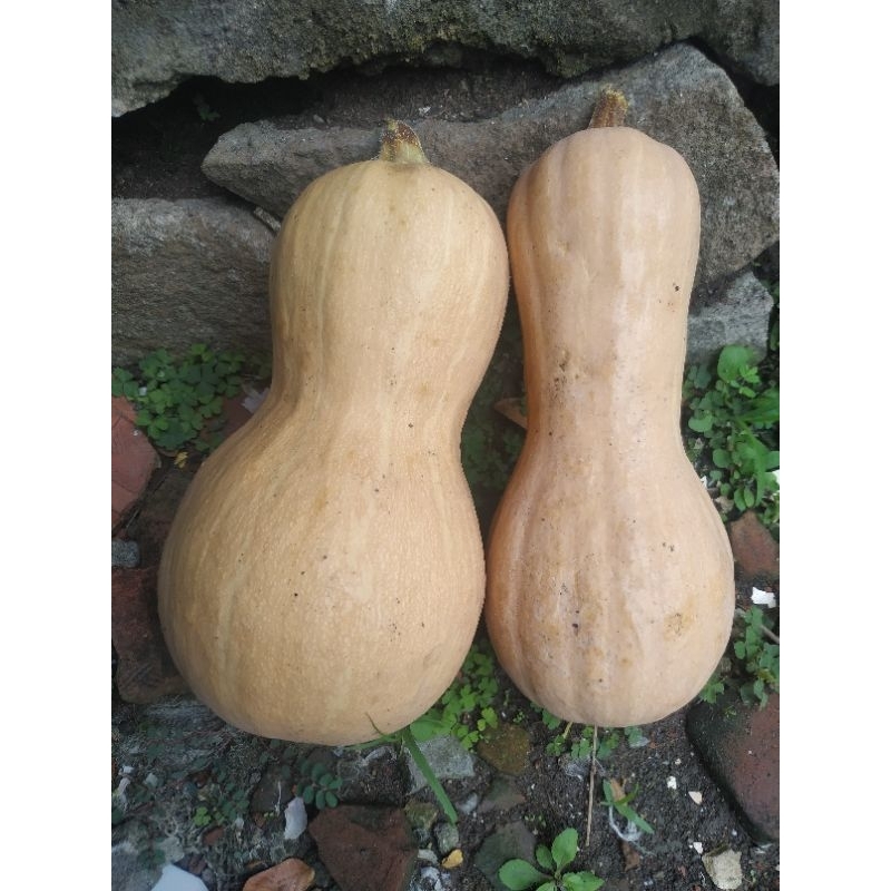 

Waluh madu/ butternut pumpkin
