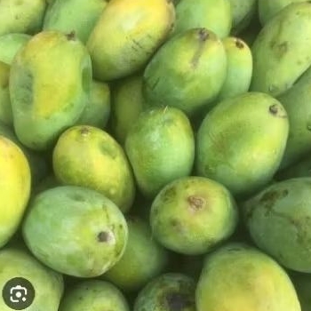 

Mangga manis