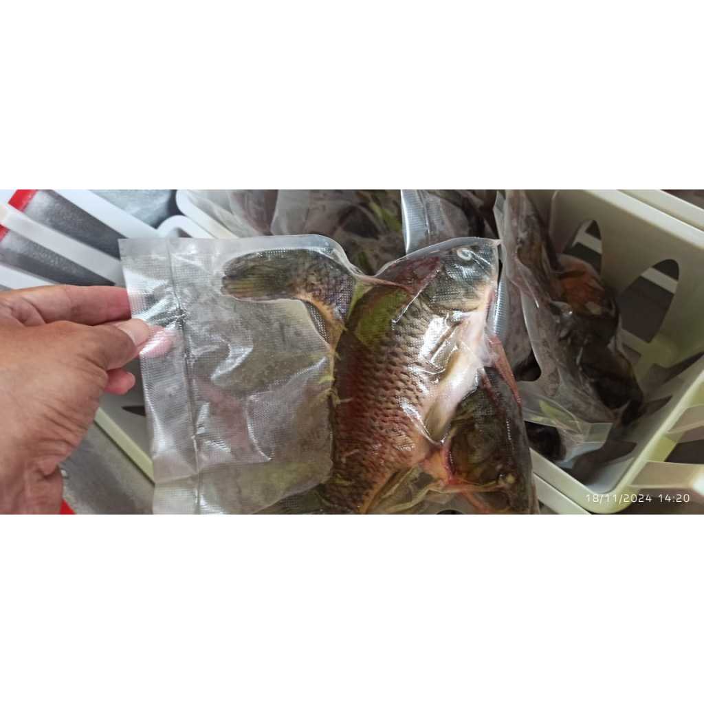 

Ikan Nila Segar dan frozen