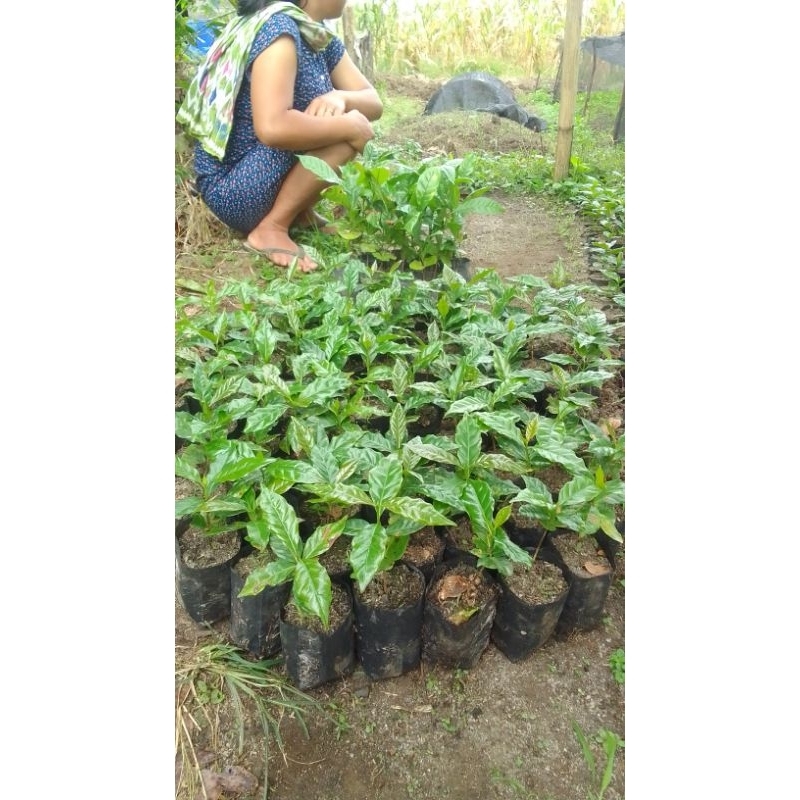 bibit kopi ateng arabika super