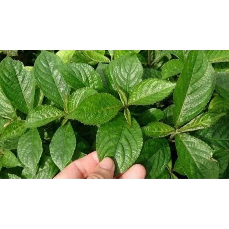 

Daun keji beling/Pecah beling herbal