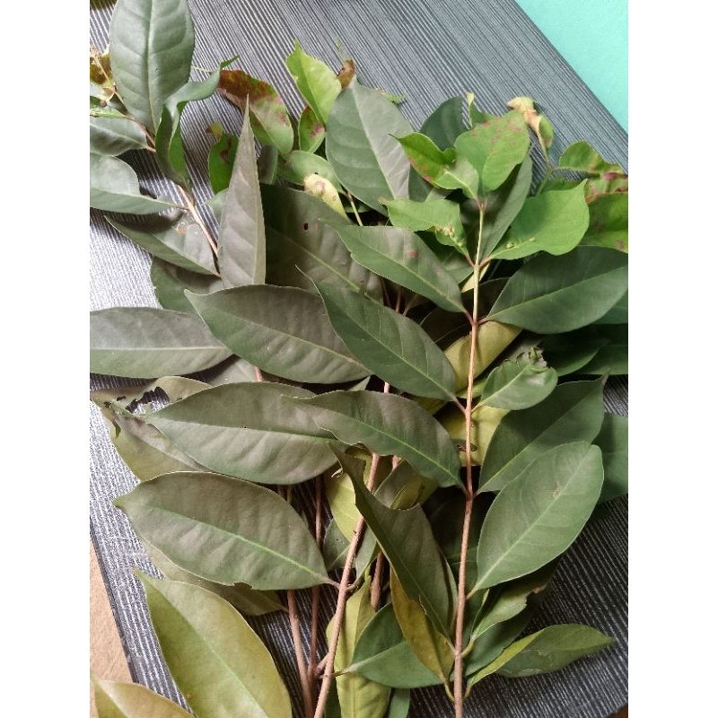 

Daun salam tanaman herbal 250grm