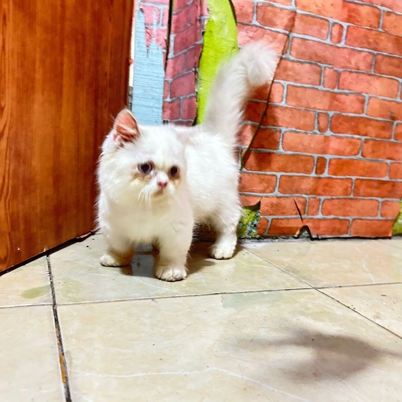 kucing Munchkin minuet pesek jantan 4 bulan