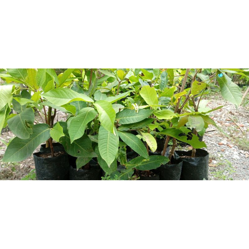 Jambu madu Deli cangkok