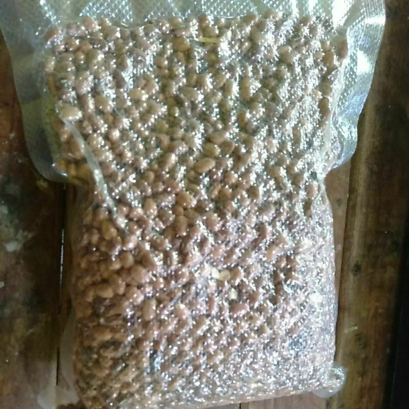 

KACANG TUNGGAK / TOLO KERING