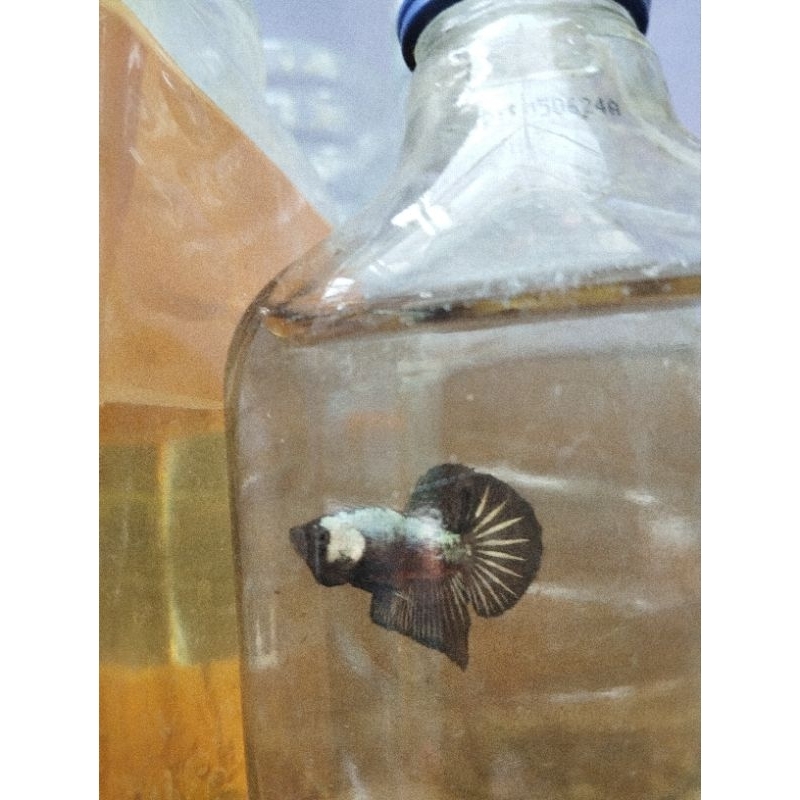 Cupang Black Samurai