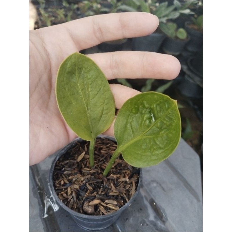 anthurium mangkok rasputin ( original)