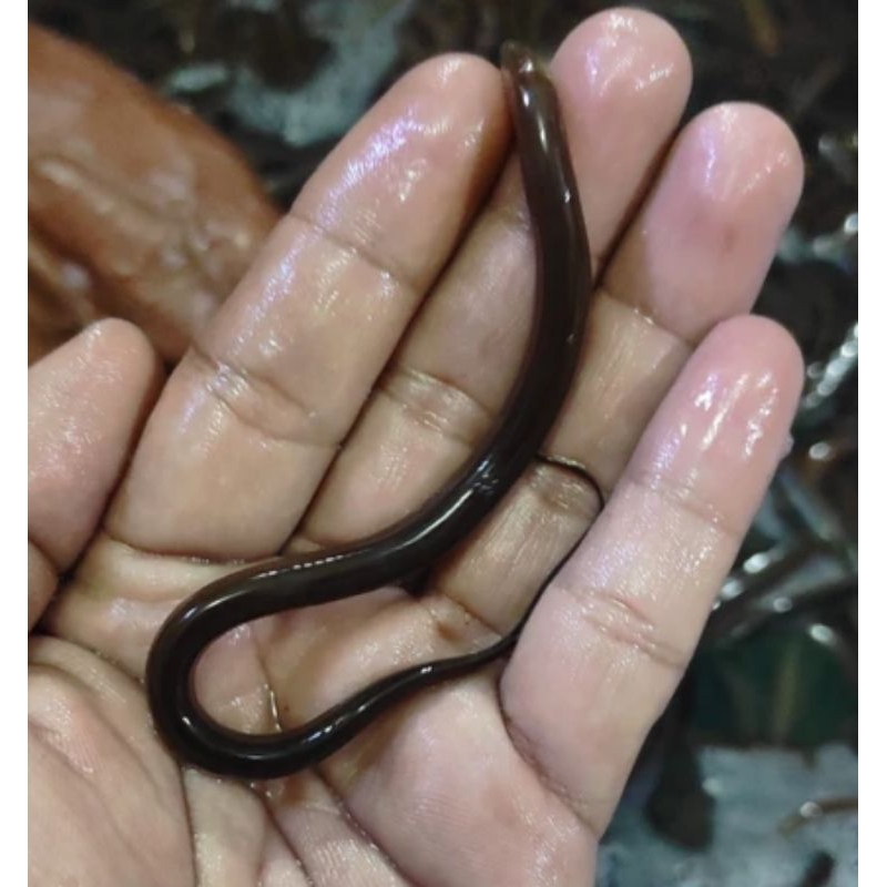 Belut Bibit / Belut Konsumsi / Belut Hidup Per Ekor