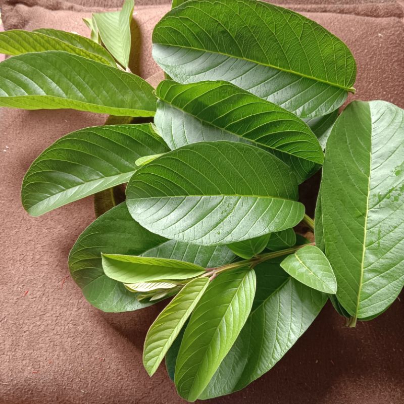 

250 GRAM DAUN JAMBU BIJI ORGANIK DAN FRESH