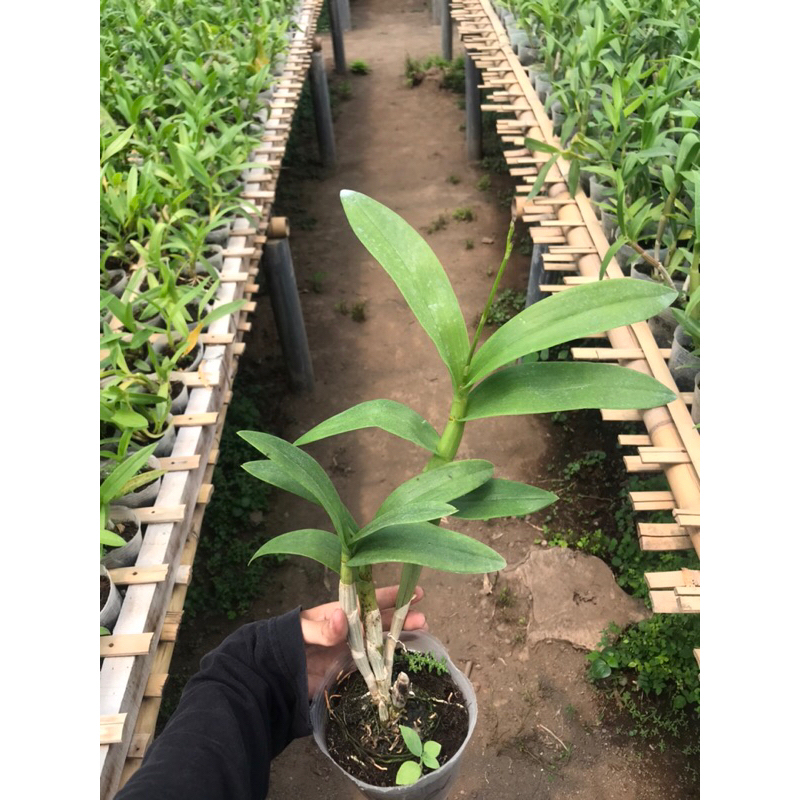 Anggrek Dendrobium Dewasa Spike