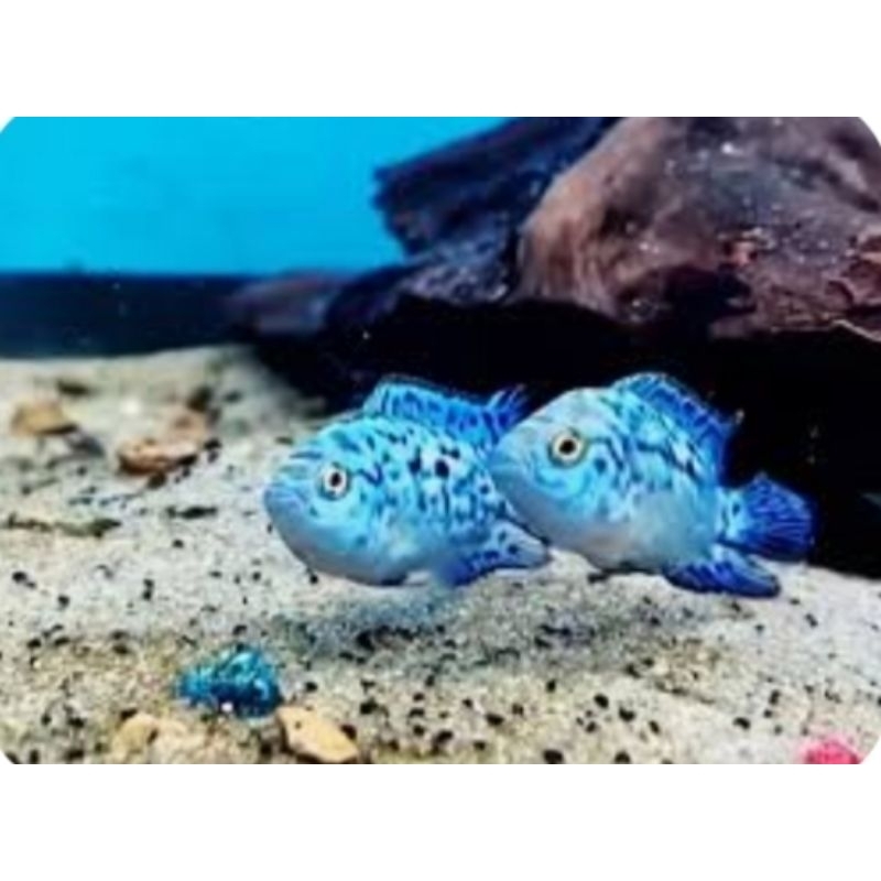 EBJD Electric Blue Jack Dampsey