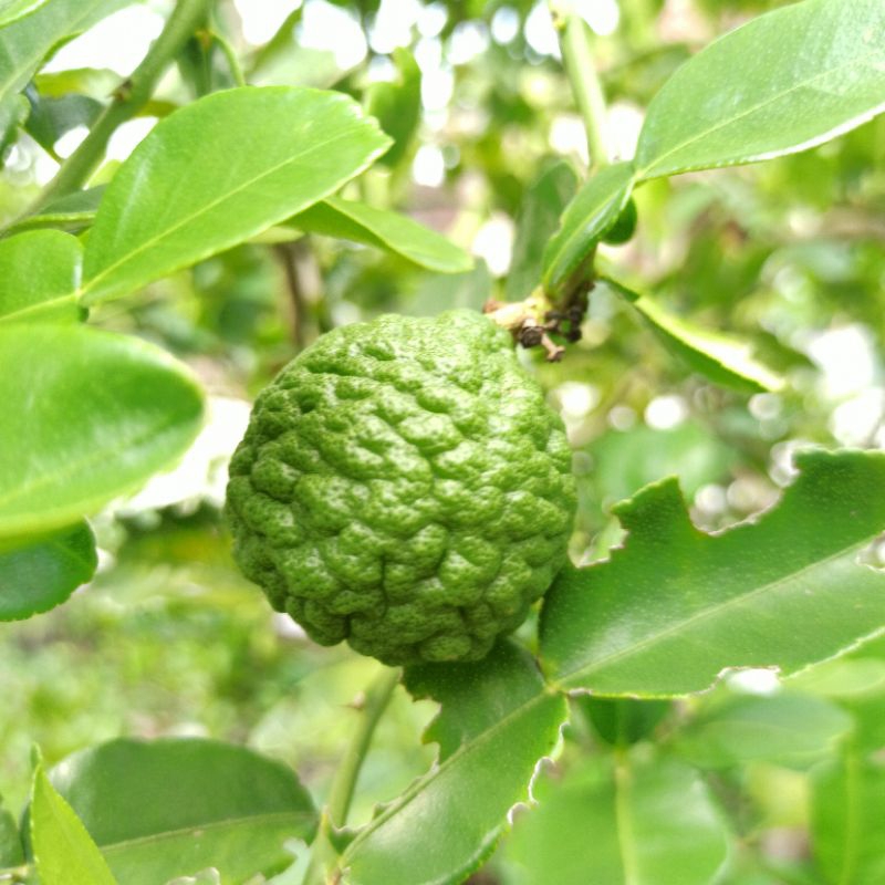 

Jeruk purut fresh 500gram / ½kg