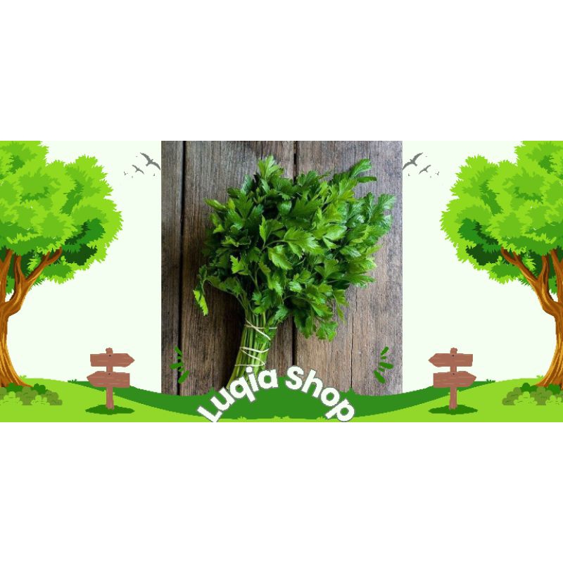 

Seledri / celery) / Daun seledri