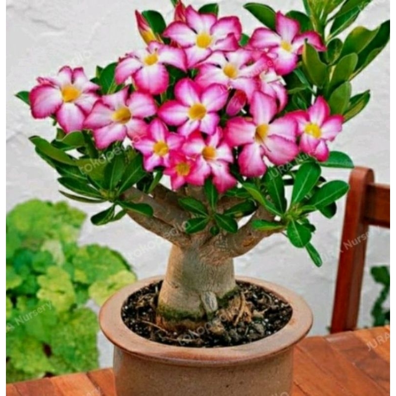 Bibit pohon Adenium/kamboja jepang bunga tumpuk./bakalan bonsai