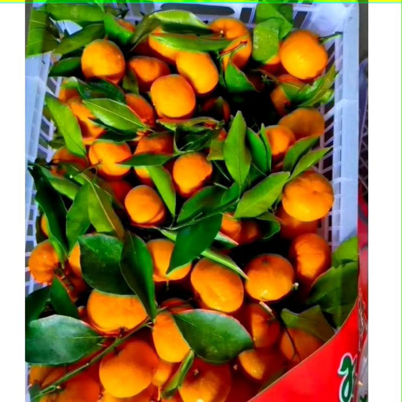 

jeruk santang daun 500 gram