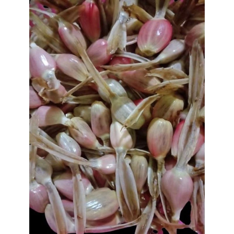

buah pinang/buah pining matang pohon/goloba/300gram_gratis 1bibit