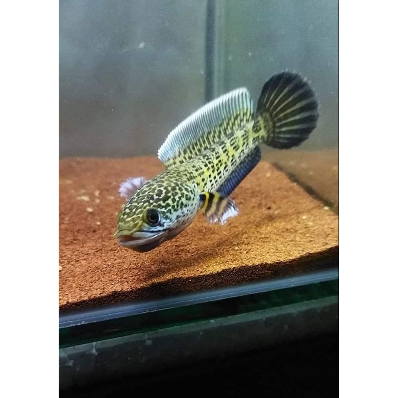 chana AURANTI CB kwalitas terbaik grade A+