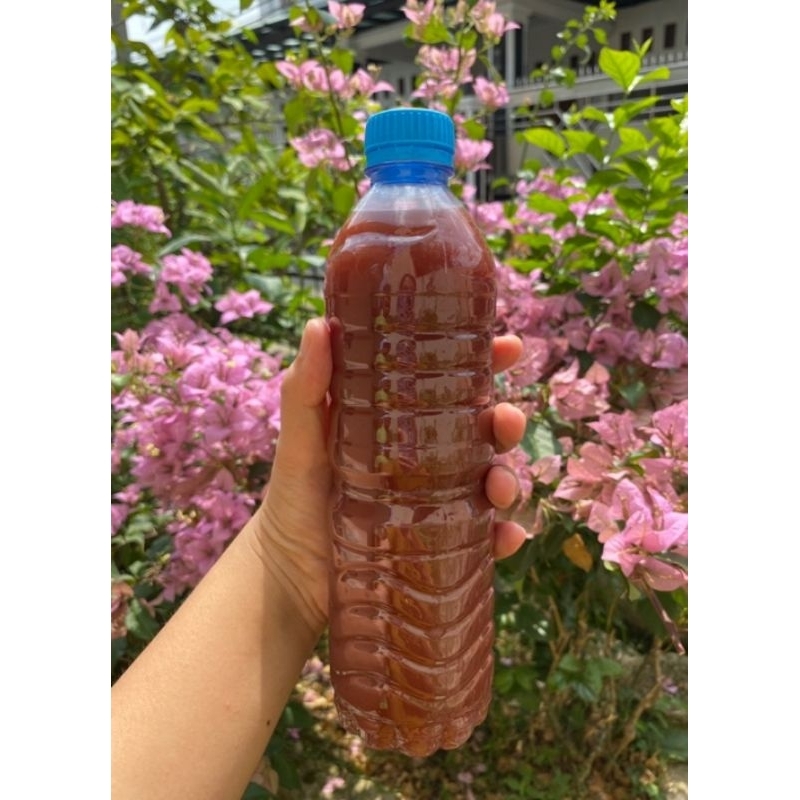 Biang Bakteri Fotosintesis (PSB) 500 ML