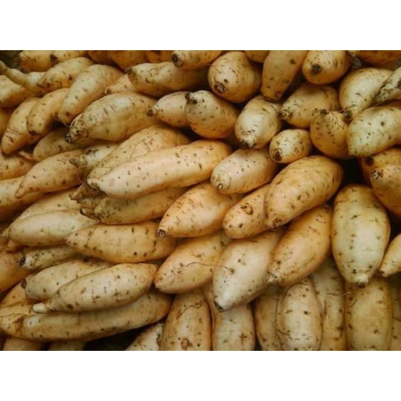 

Ubi Madu Cilembu 1 Kg Kualitas Terjamin