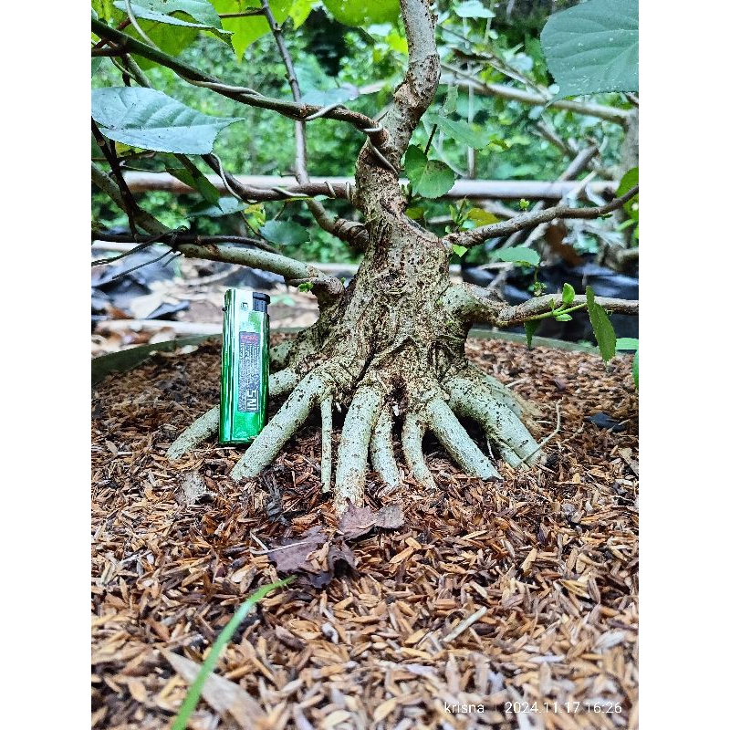 bahan bonsai kimeng waru India Taiwan prokar