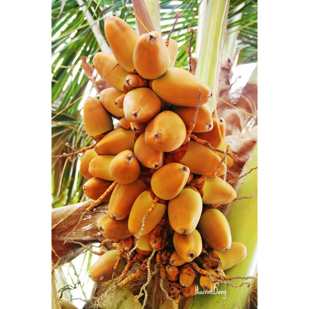 

Kelpa gading kuning segar