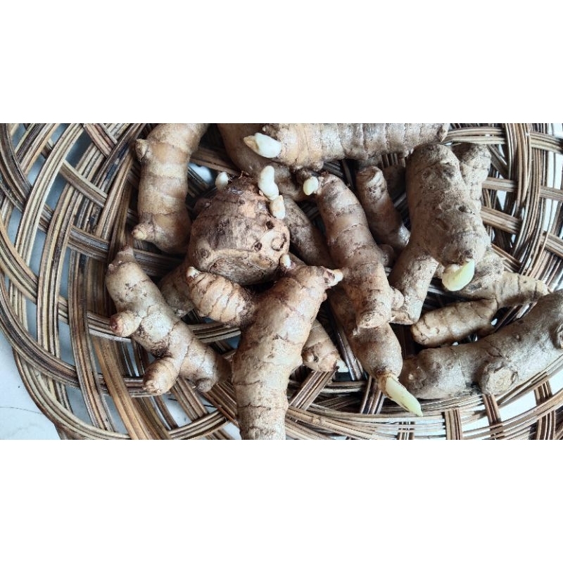 bibit rimpang temu mangga siap tanam