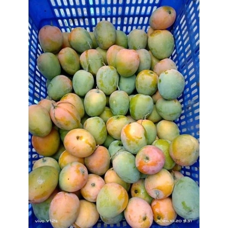 

MANGGA GEDONG GINCU