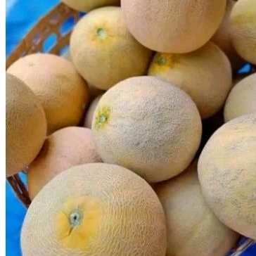 

buah melon 2 kg