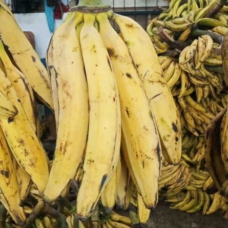 

pisang tanduk isi 6pcs