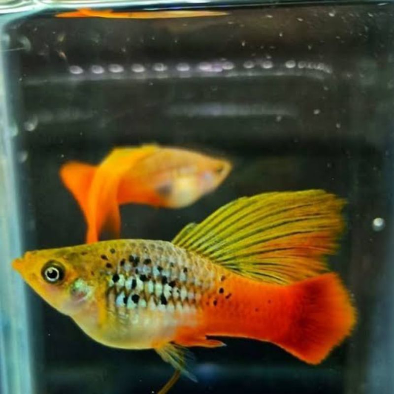 Hiasan Akuarium - Platy Cendrawasih