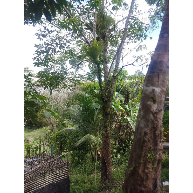 platycerium superbum paket pak basuki 8 plant