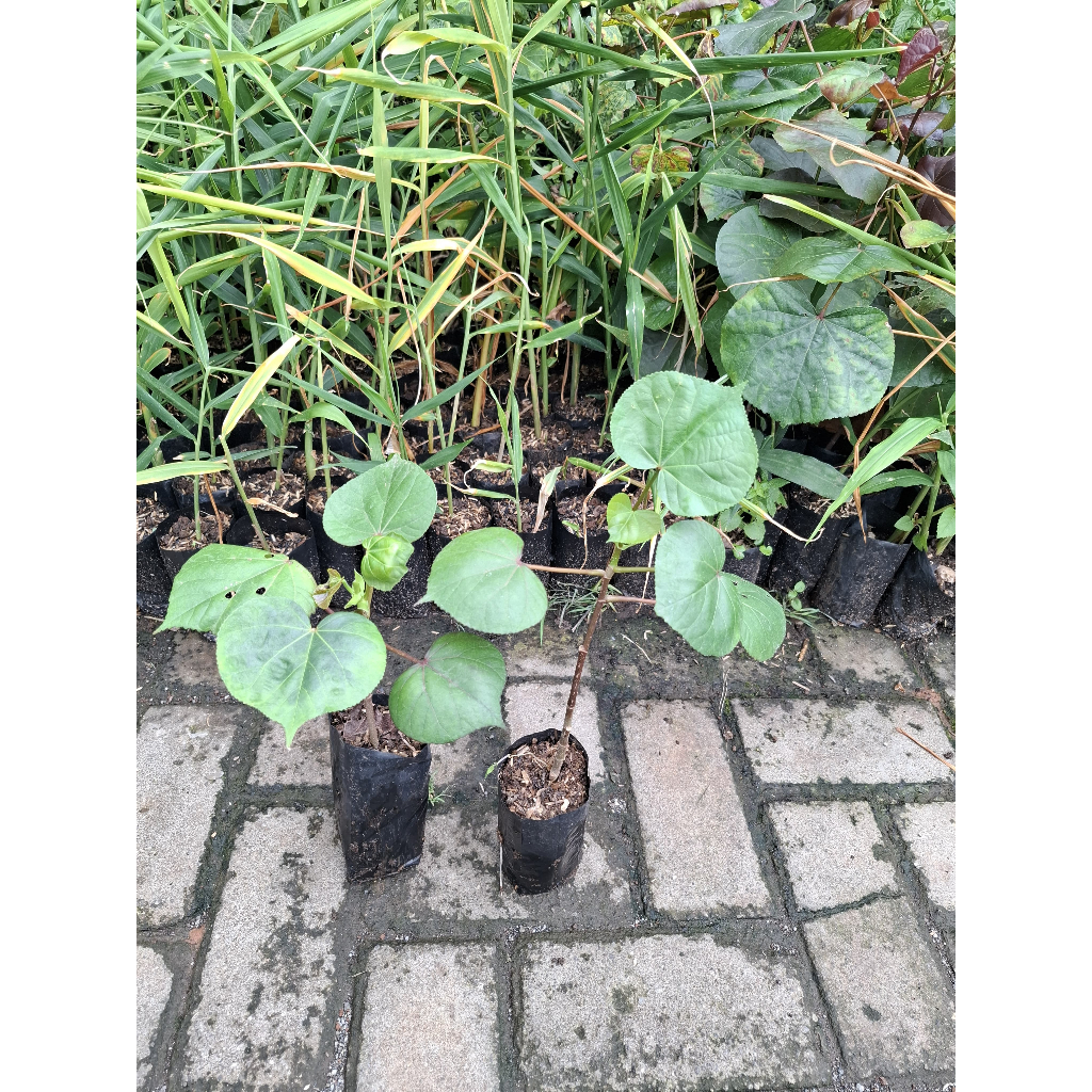 Bibit Pohon bonsai waru taiwan / Bibit pohon bahan bonsai waru taiwan / Waru taiwan